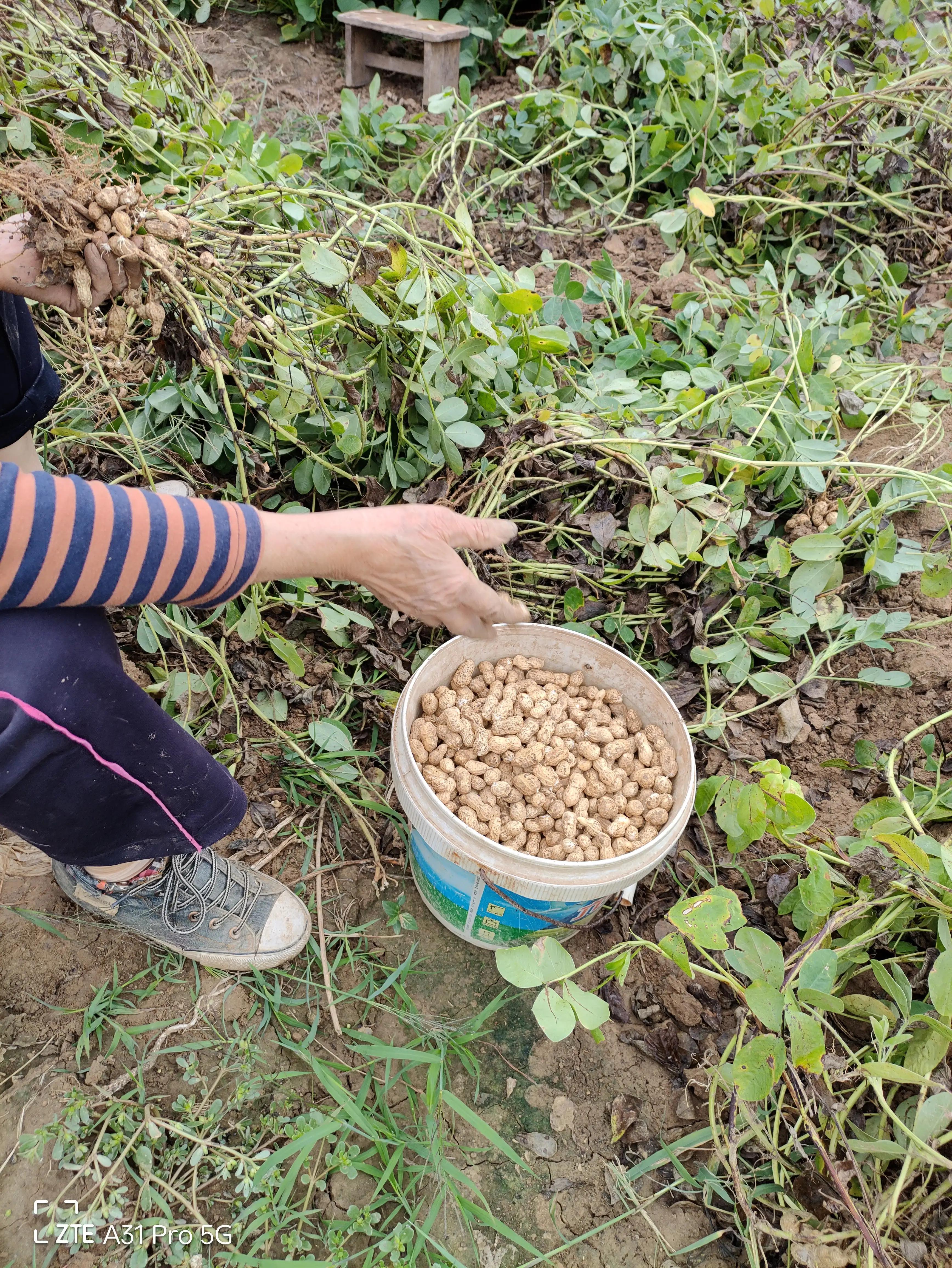 落花生的原名,落花生是什么意思