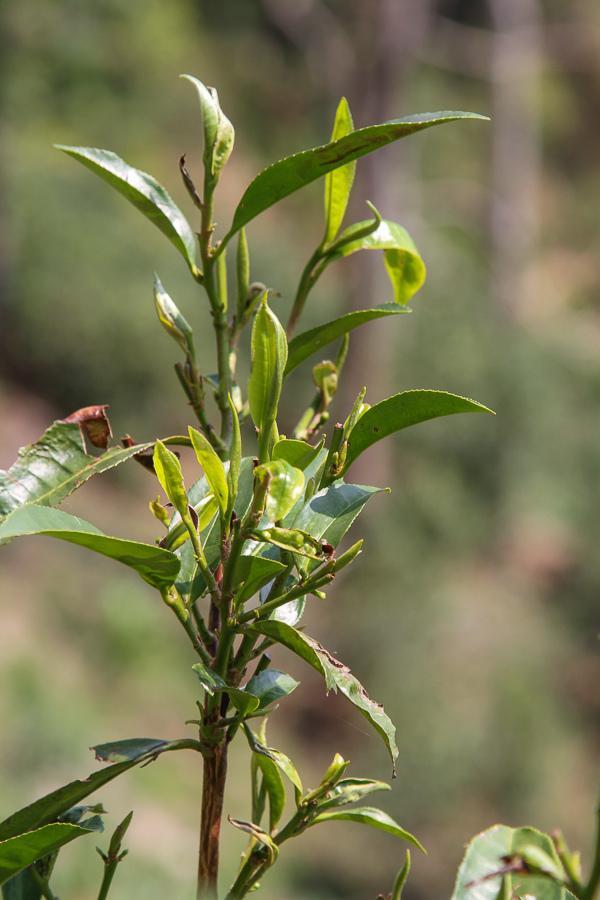 茗腾铁观音,茗腾茶业官网