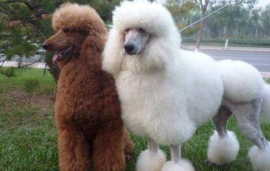 狗黑热病怎么治疗？细说犬黑热病的病原及生理特征