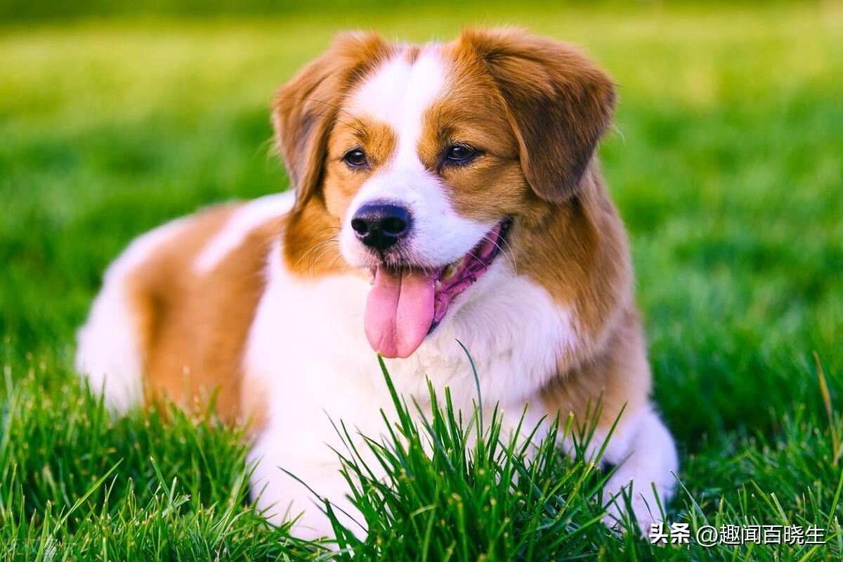 周公解梦大全：梦见十二生肖之狗，我们忠诚的伙伴