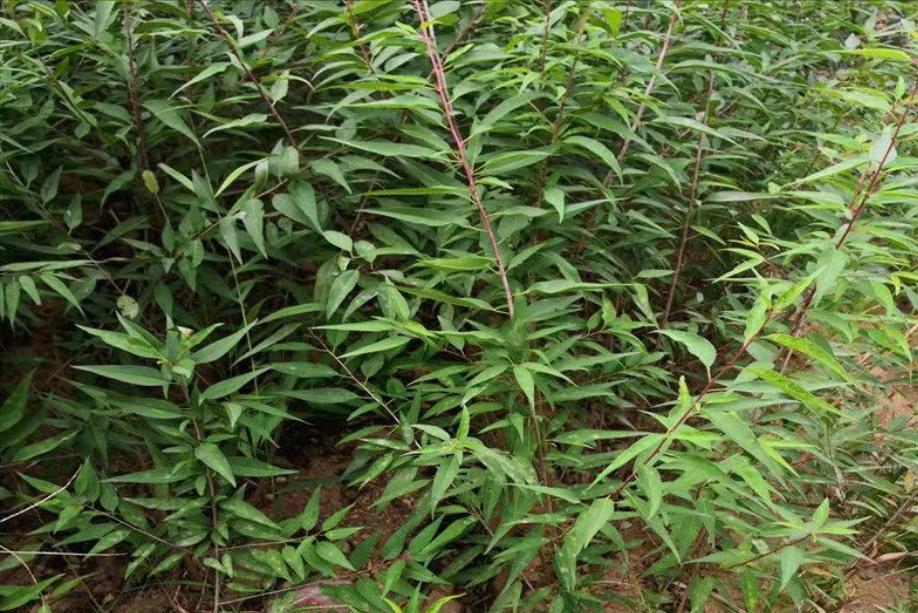 嫁接苗木的方法和技术,桂花嫁接的砧木树种有哪些