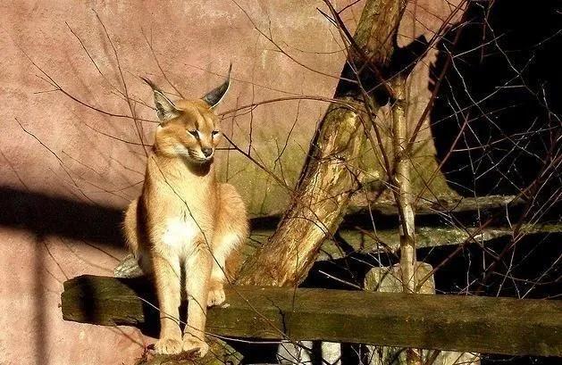 世界上最贵的猫咪,十种世界上最昂贵的猫咪