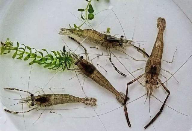 即将消失的四种河鲜,即将消失的5种农村河鲜