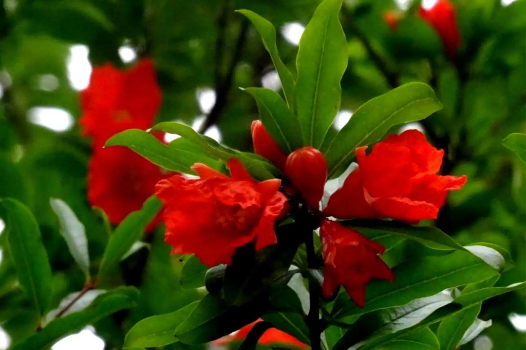 10首诗词中明艳如火的石榴花：待浮花浪蕊都尽，伴君幽独