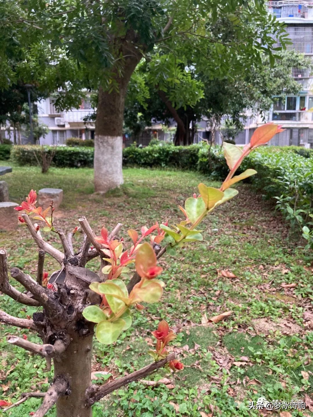 还是金山小区好哇！美丽舒适，闹中取静