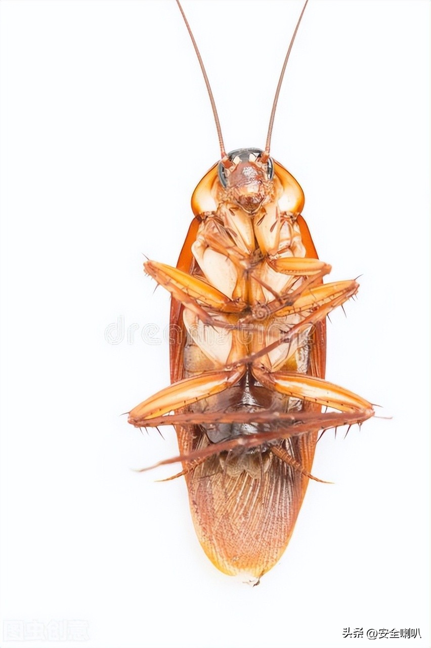 宿舍酒精烧蟑螂,男生在宿舍用酒精烧蟑螂