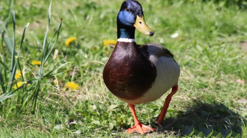 蛋禽病专家讲治疗,蛋鸭掉蛋怎么解决