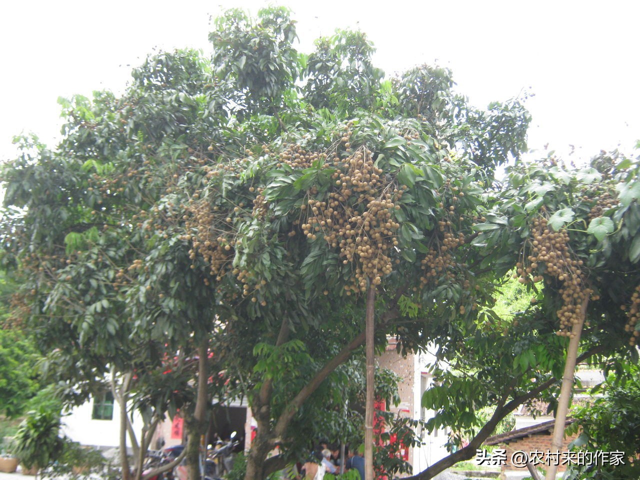 院中种树妻儿不相见后半句是什么,院中种树妻儿不相见什么意思