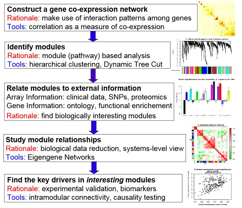 什么是wgcna分析,wgcna是分析什么的
