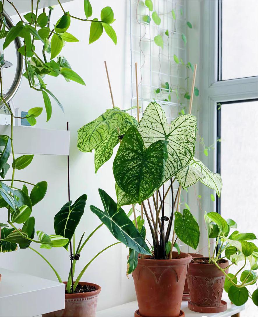 养竹芋用什么土好,养青苹果竹芋用氮肥还是磷肥