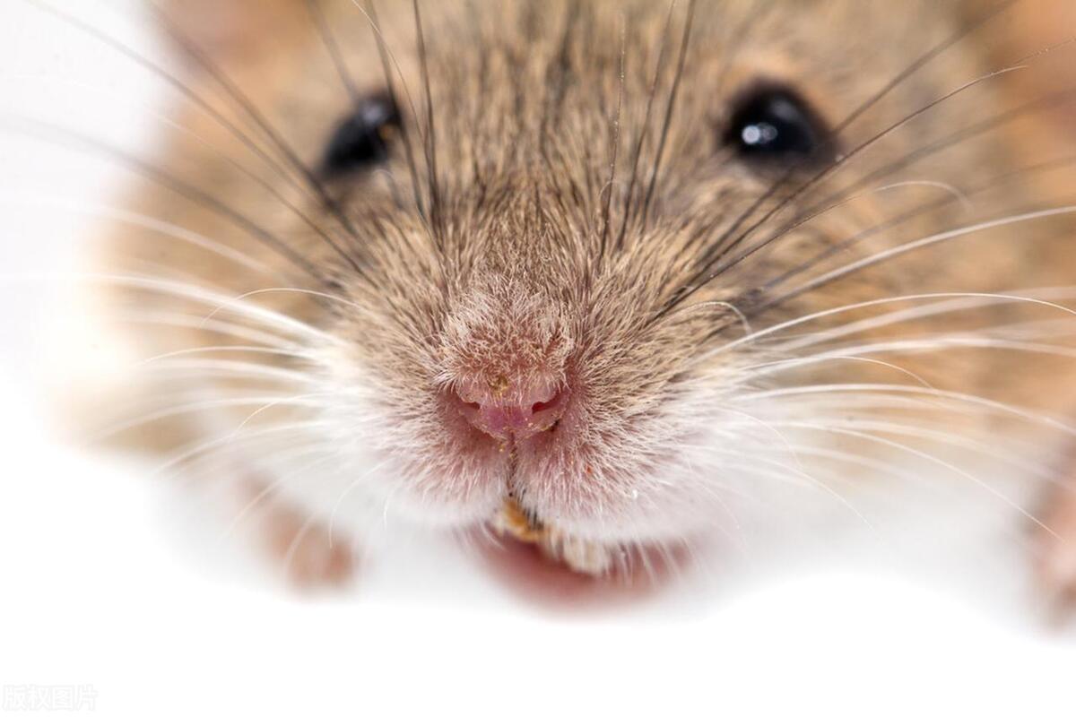 灭老鼠最有效的13个方法推荐,灭鼠灭虫最好的方法