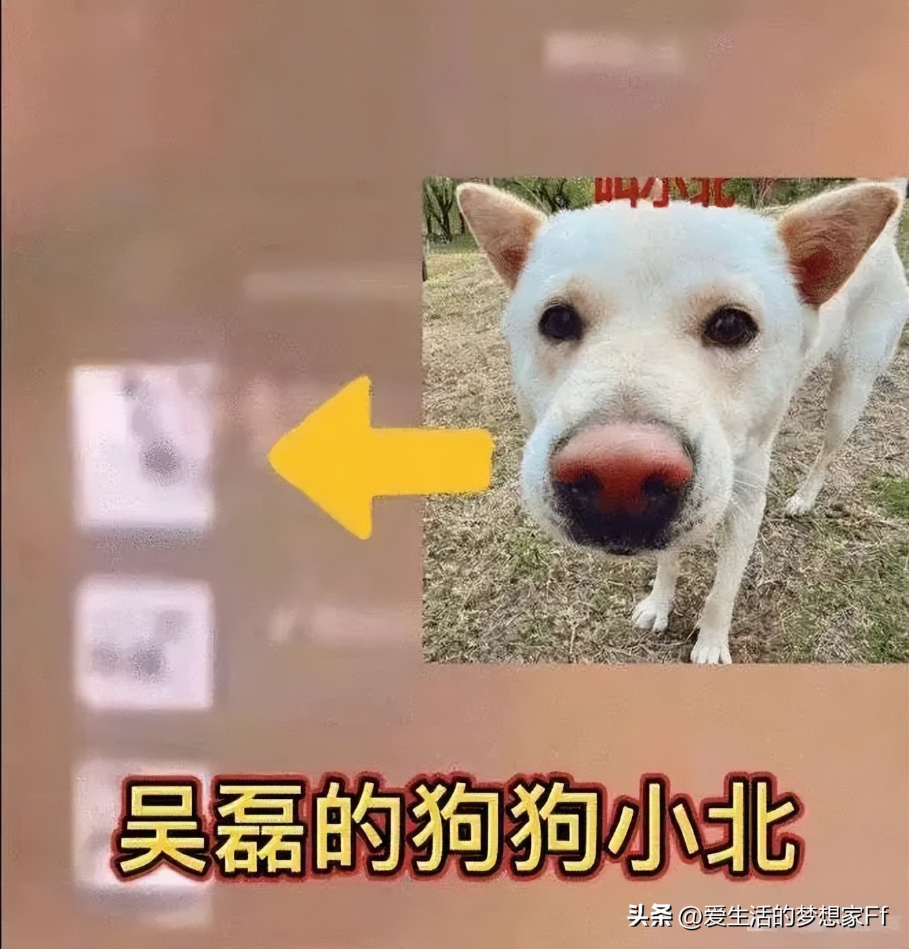 吴磊徐静蕾,吴磊与85年小花的绯闻