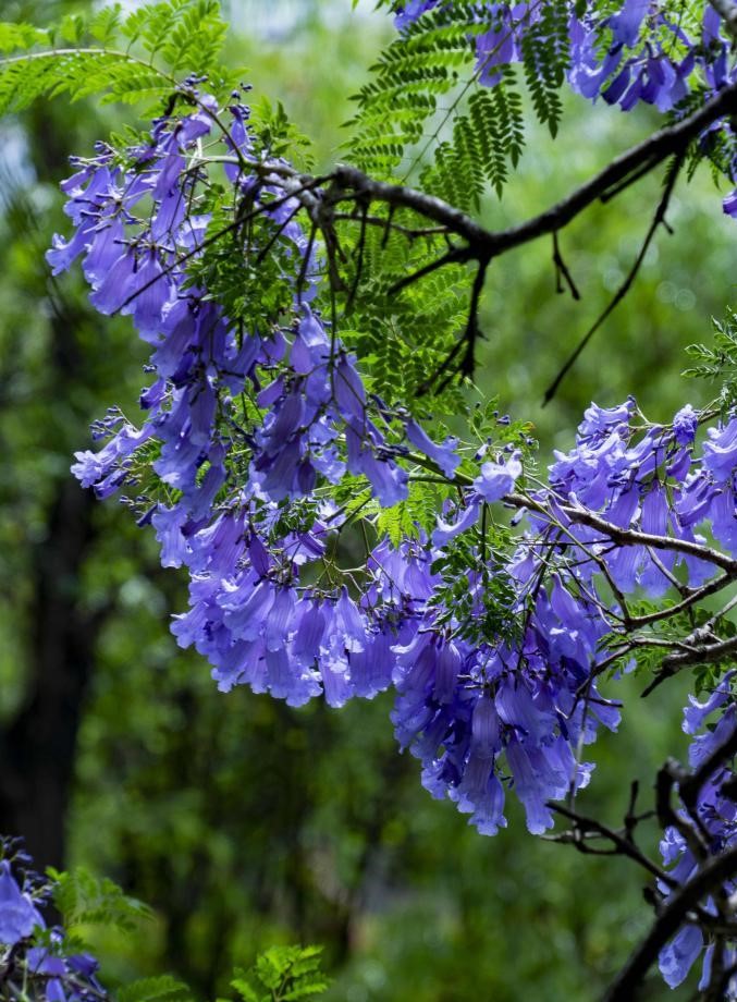 昆明蓝花楹最佳观赏期,颜值爆表昆明十大蓝花楹打卡指南