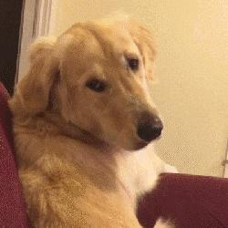 “金毛无限好，只是掉毛多”——这4个解决方法快收好