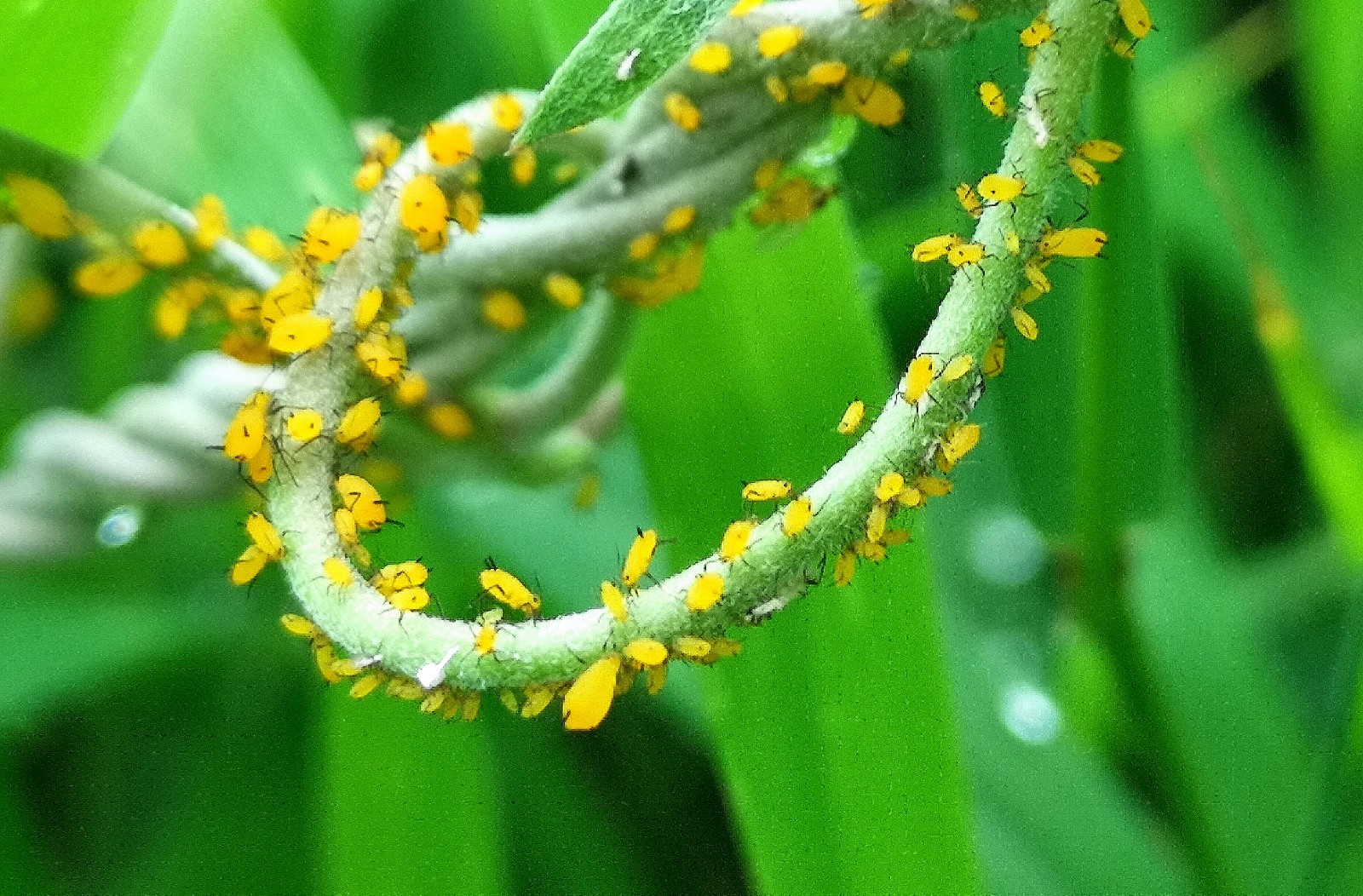 杀虫效果持久的农药,杀虫好的药物