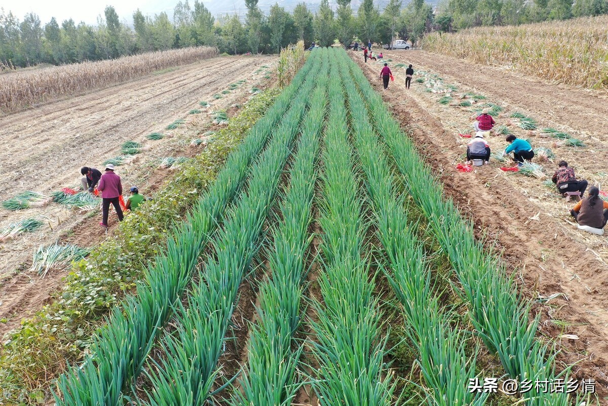 大葱为什么有白和绿两部分,葱的干尖白点一招教您来解决