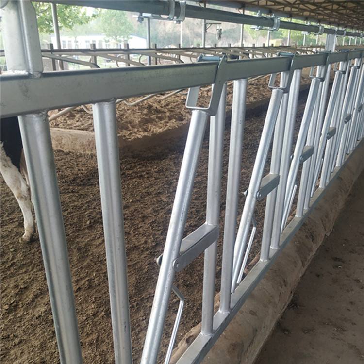 牛在任何时候都会吃东西吗,牛总是吃草吃不饱不吃了怎么办