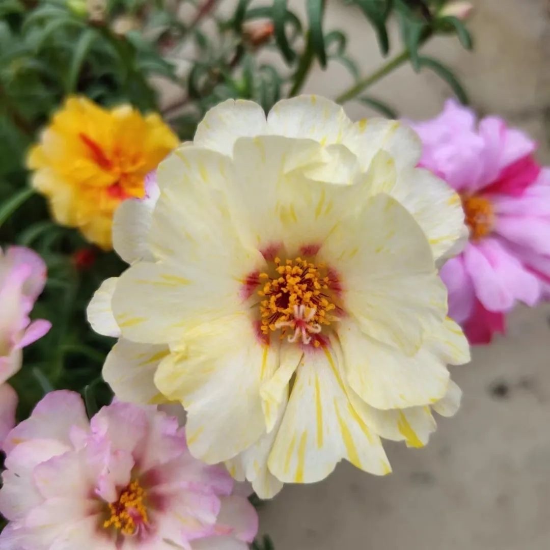 春天养什么花最漂亮也最好养,春天养什么花好看又实用