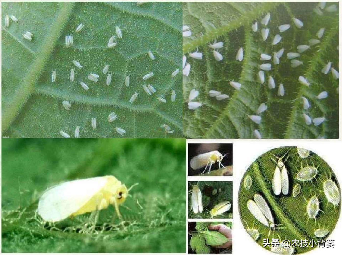 粉虱虫打什么农药,粉虱要用什么农药才能消灭
