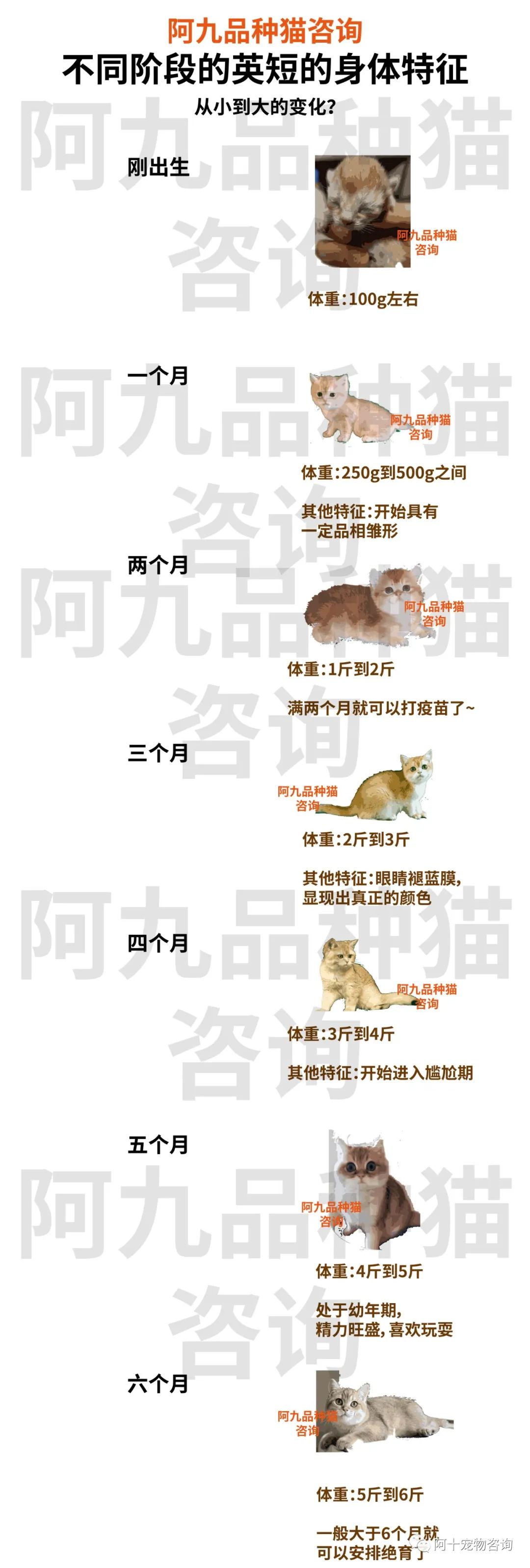 英国短毛猫蓝金渐层特征,英国短毛猫金渐层十一色