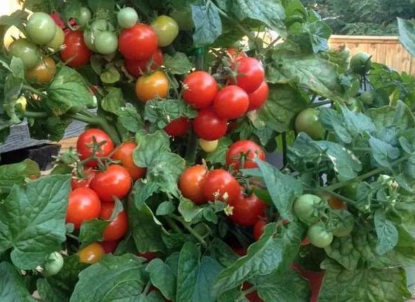 12月家里供暖足，搁阳台养西红柿，埋点肥冬天猛窜个，呼呼结果