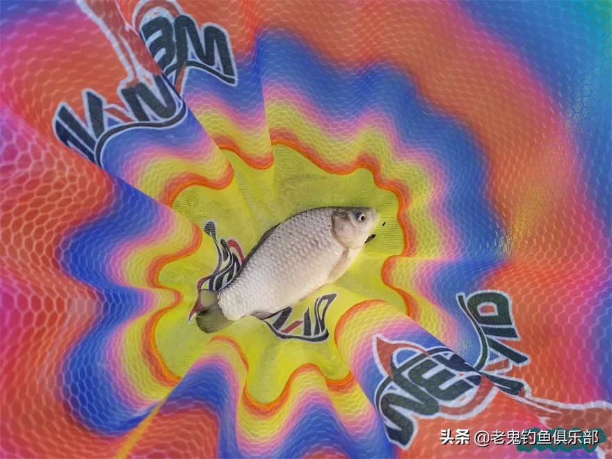 浅水湾寻鲫,*战野**之王·腥香立大功