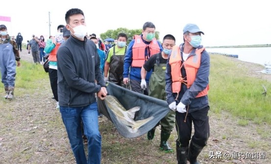 意外捕捞野生达氏鳇,达氏鳇增殖放流活动