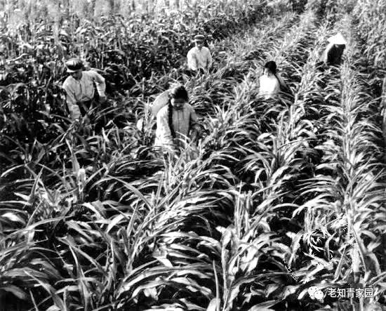 北大荒知青生活叙事诗——北大荒“游击词”100篇