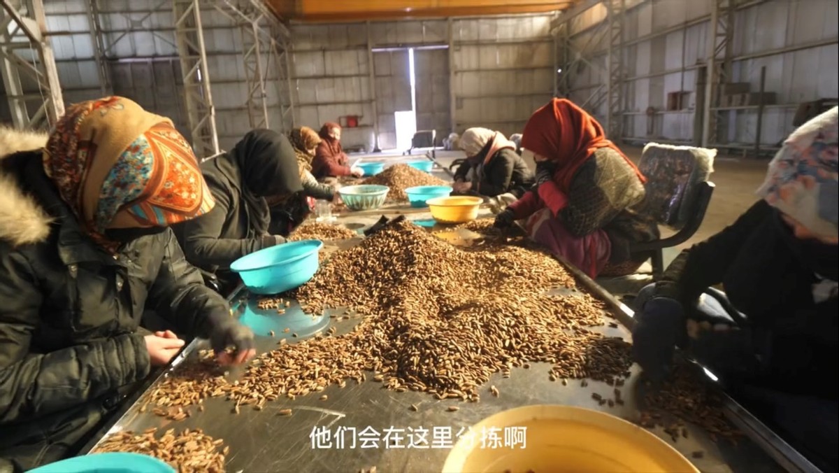 阿富汗手剥松子独立包装,每天都超越自己