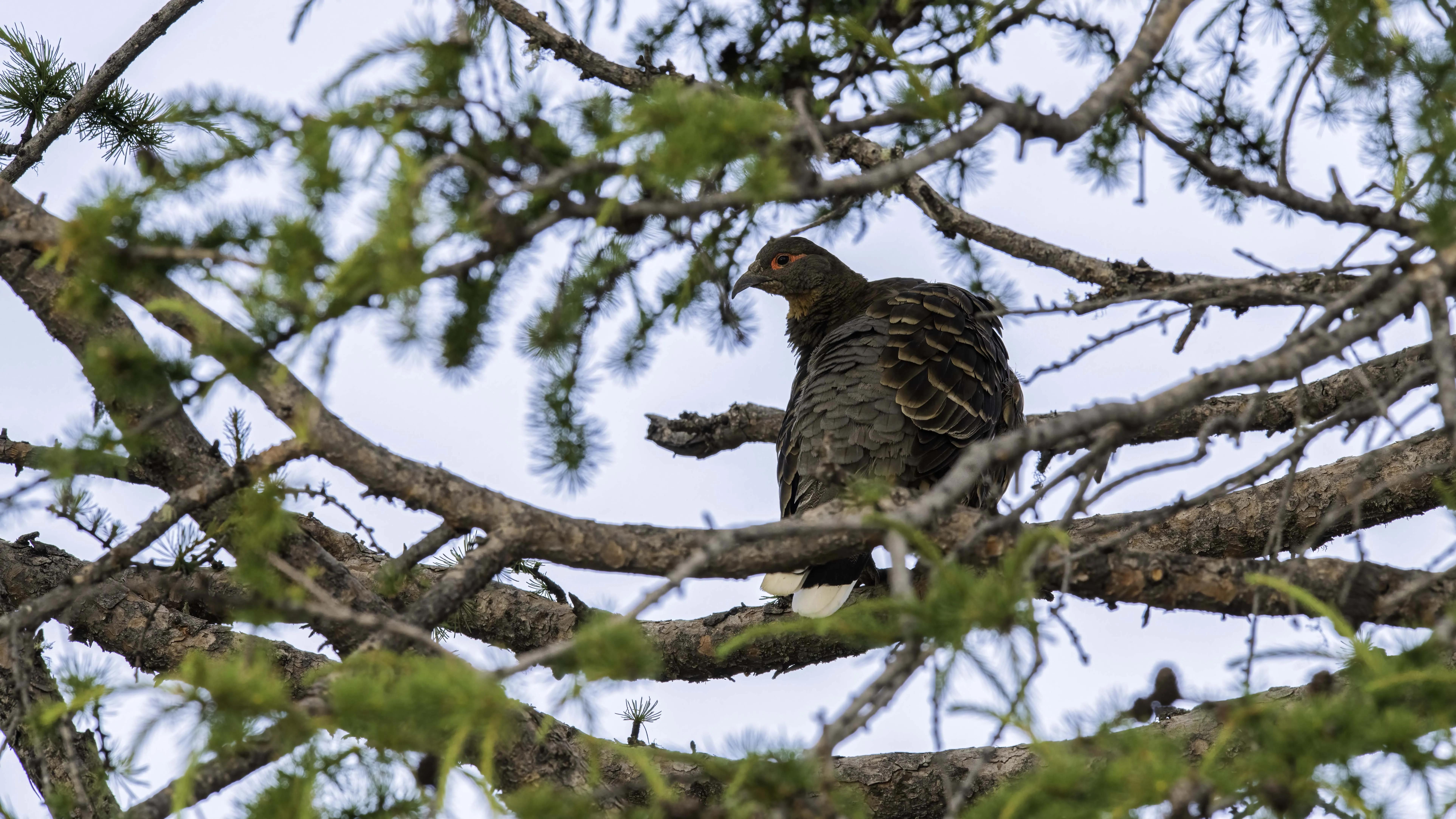 甘孜州最美风景在路上,金秋的甘孜州