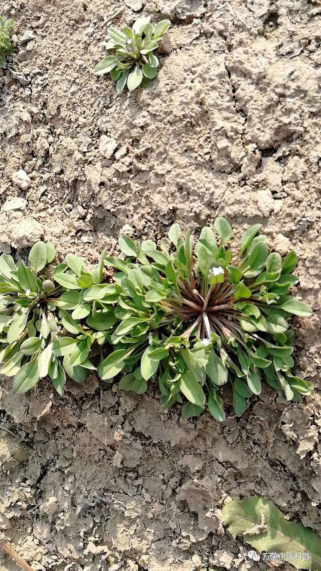 植物幼苗的发展过程详细,植物的幼苗在生长过程中