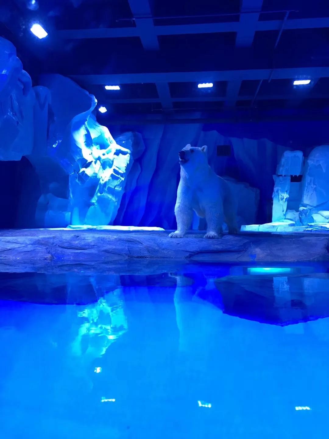 上海海昌海洋公园极限挑战,上海海昌海洋公园在哪个区