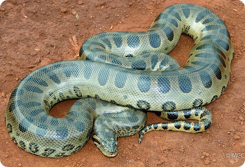 世界上没有天敌的十大动物,十大没有天敌的动物排行榜