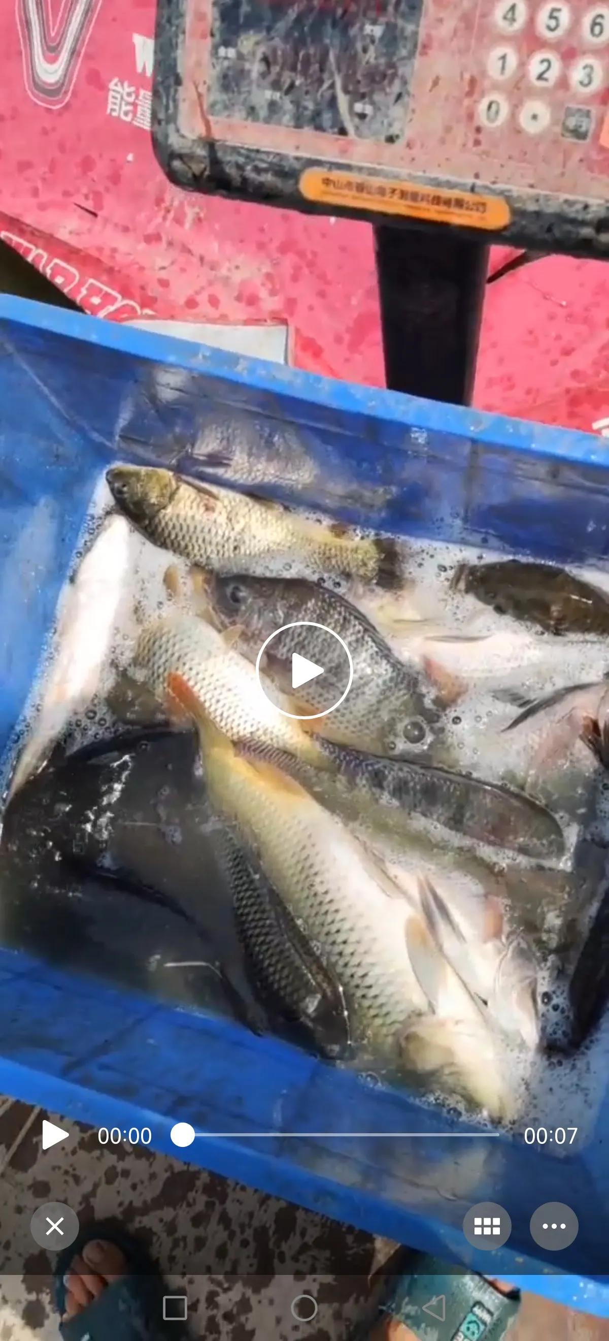 曾大盆快意江湖钓鲤鱼视频,快意江湖曾大盆饵料官方旗舰店