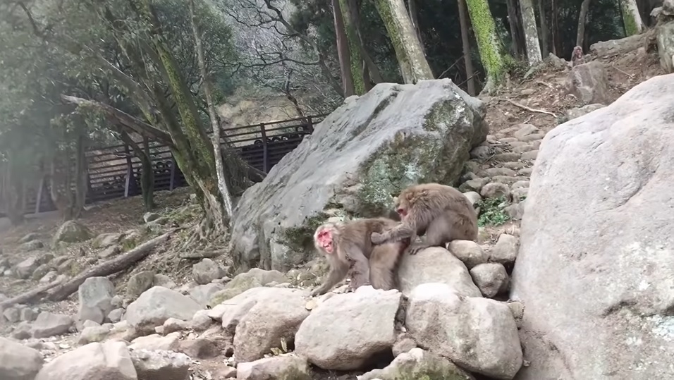 日本母猴称王,日本母猴王现状
