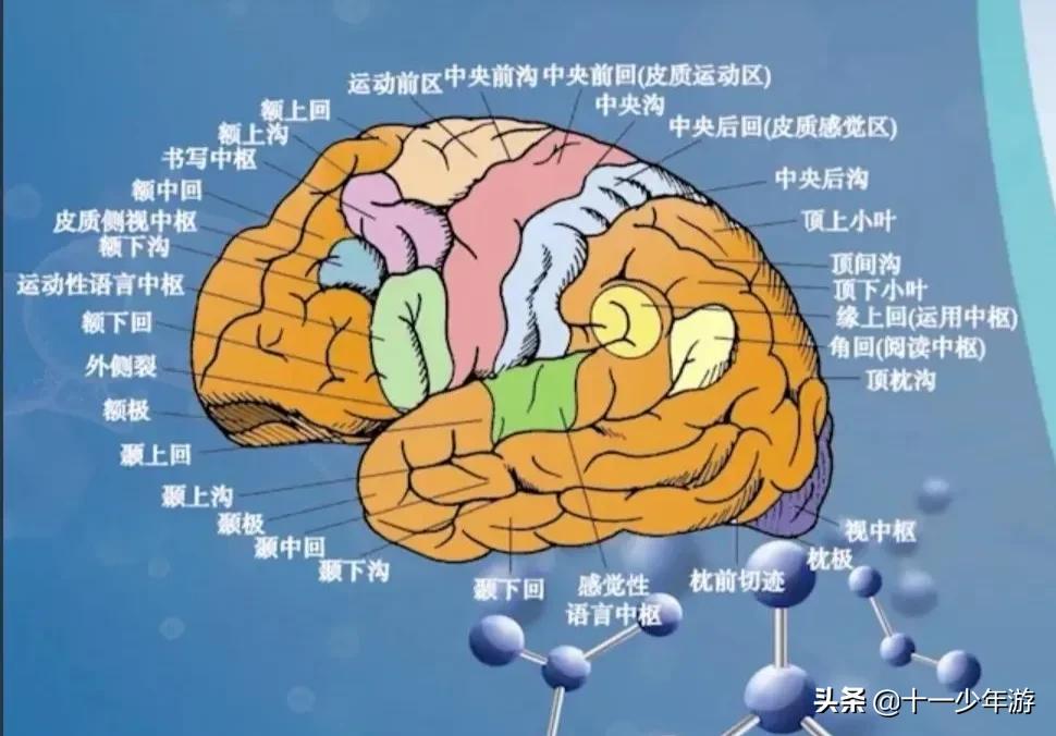 大脑的结构解剖示意图,大脑镰下疝解剖结构