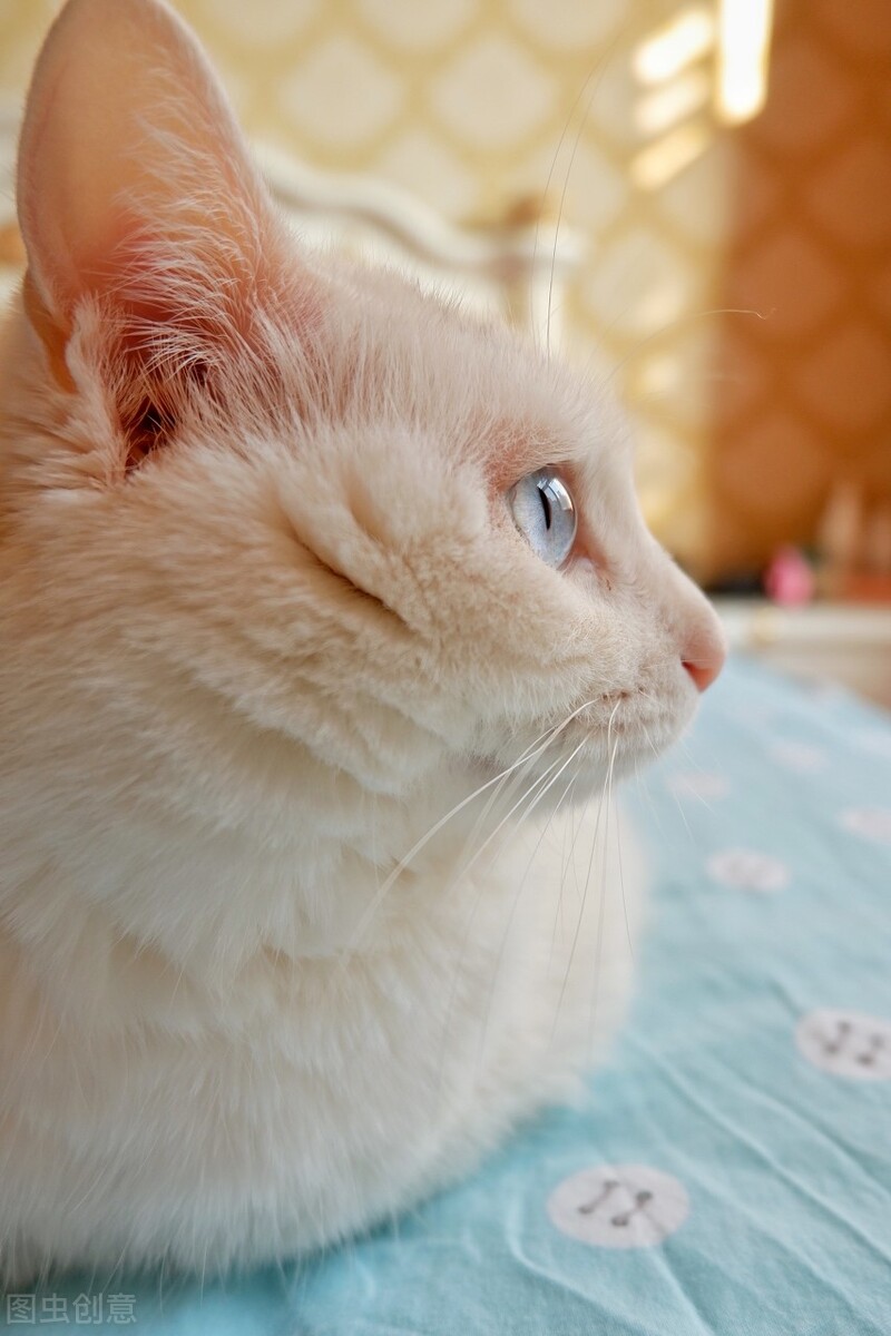 养猫必看101条新手养猫常识,新手养猫攻略养猫必备清单超全