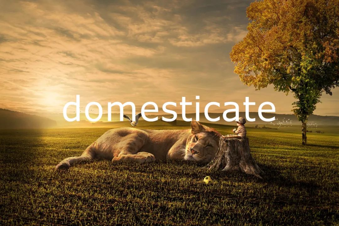 domesticity每日单词,domesticate的每日一词
