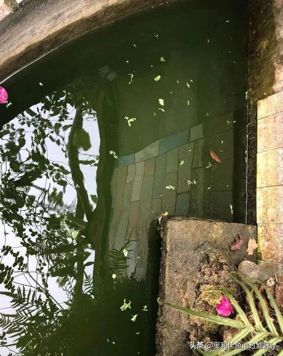 锦鲤鱼池里绿藻怎么清除,室外锦鲤鱼池养什么可以去除绿藻