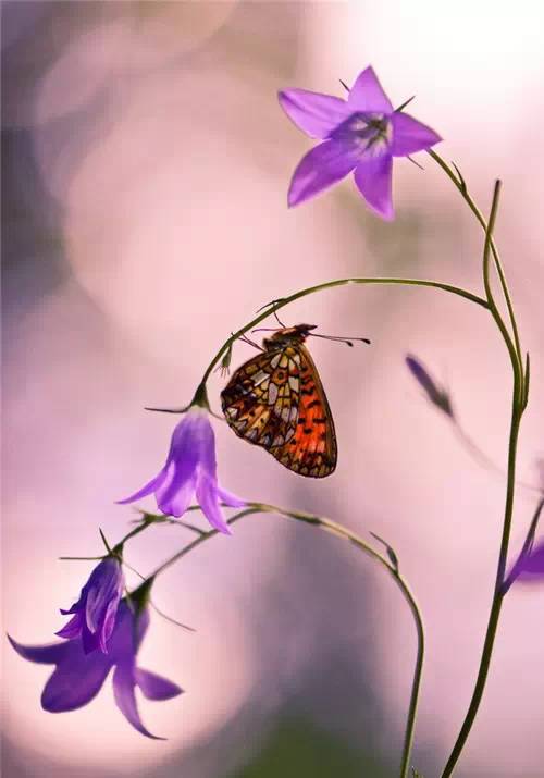 分享——自然界最美丽的蝴蝶,优美的身姿,轻盈的体态飘舞花丛中