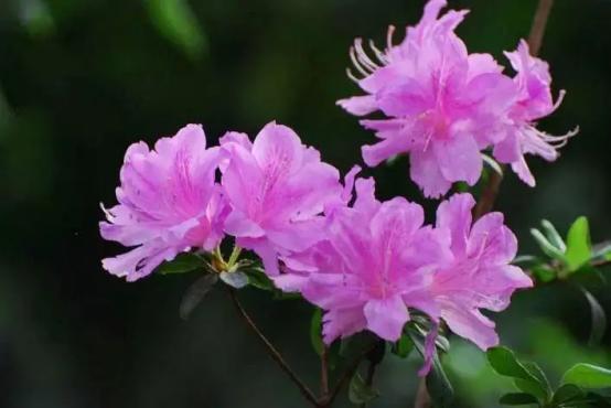 百花种类大全,百花的种类有哪些