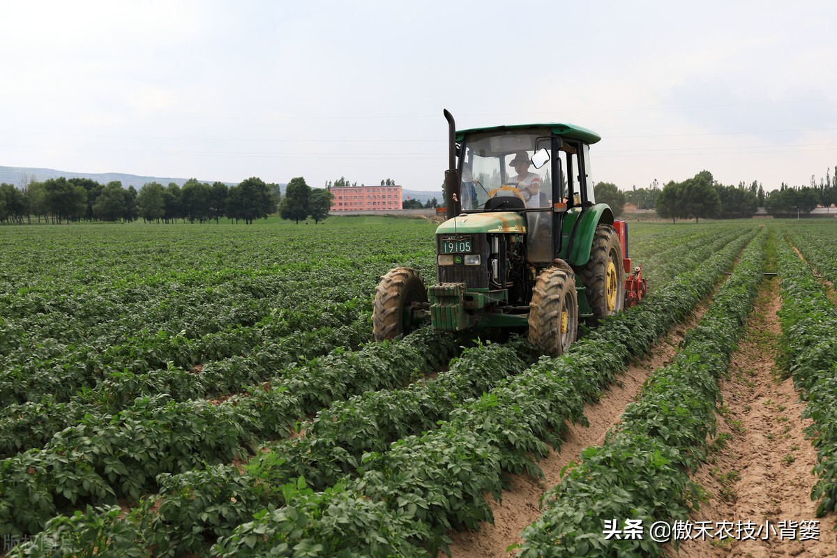 土豆种芽发紫什么原因,怎样防止土豆生芽变绿