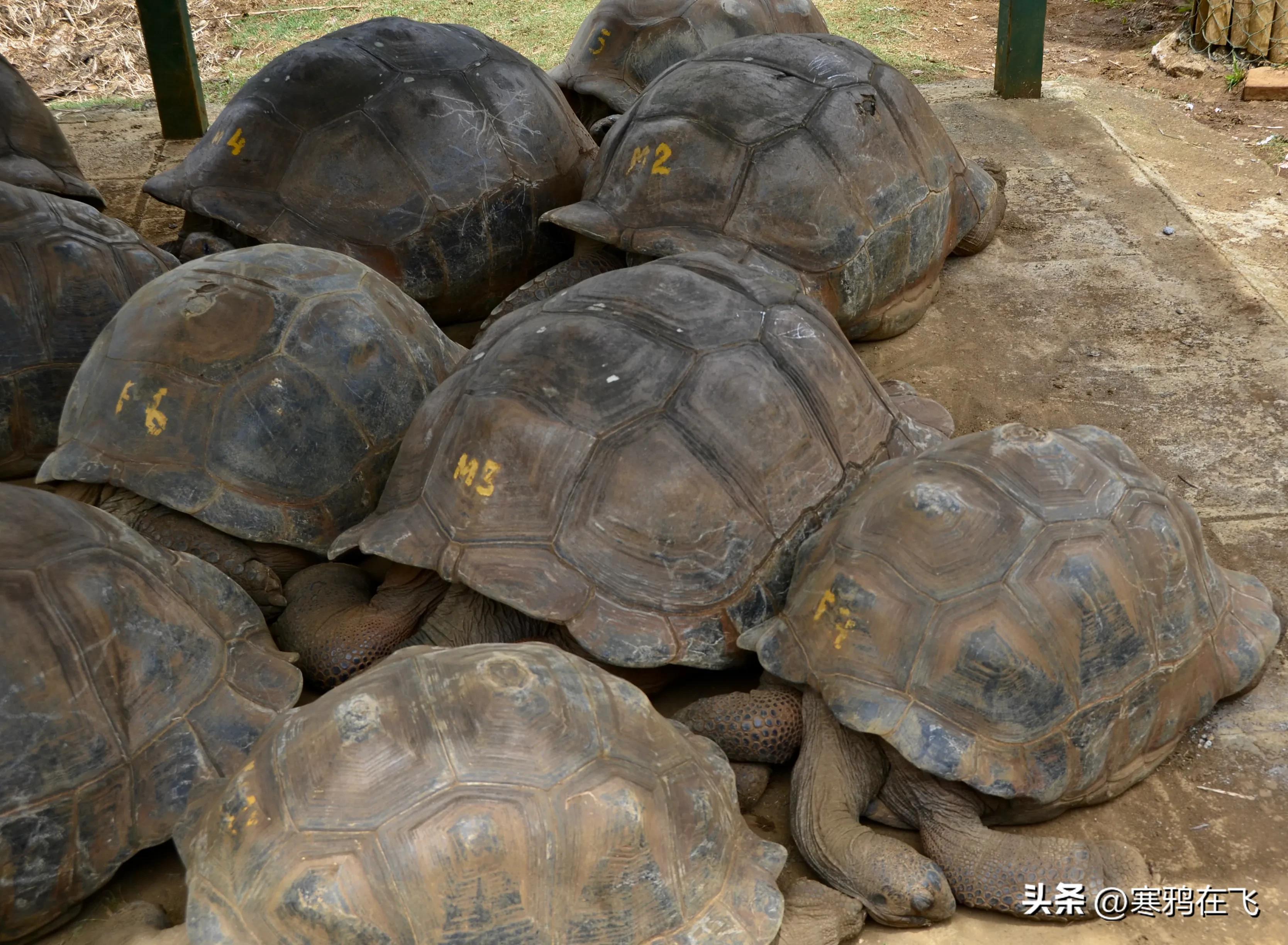 毛里求斯鹦鹉灭绝时间,毛里求斯有许多渡渡鸟吗