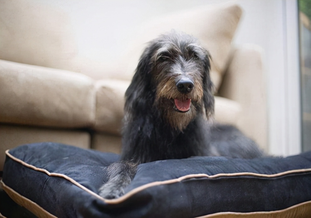 雪纳瑞口臭推荐用什么,雪纳瑞狗狗嘴巴里有异味是怎么了