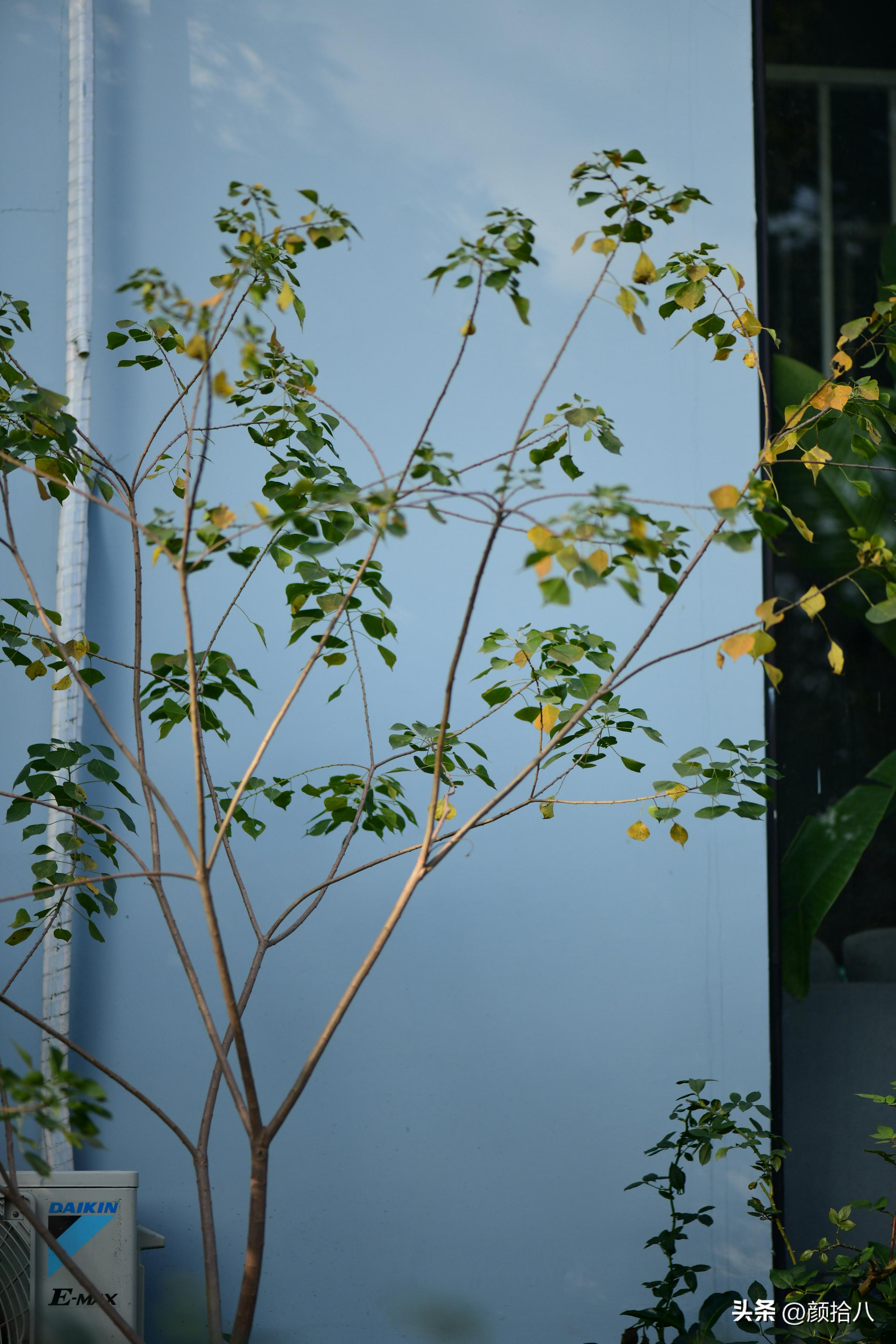 流放到菜地的花儿们，尽情绽放吧，不管在哪里｜园丁