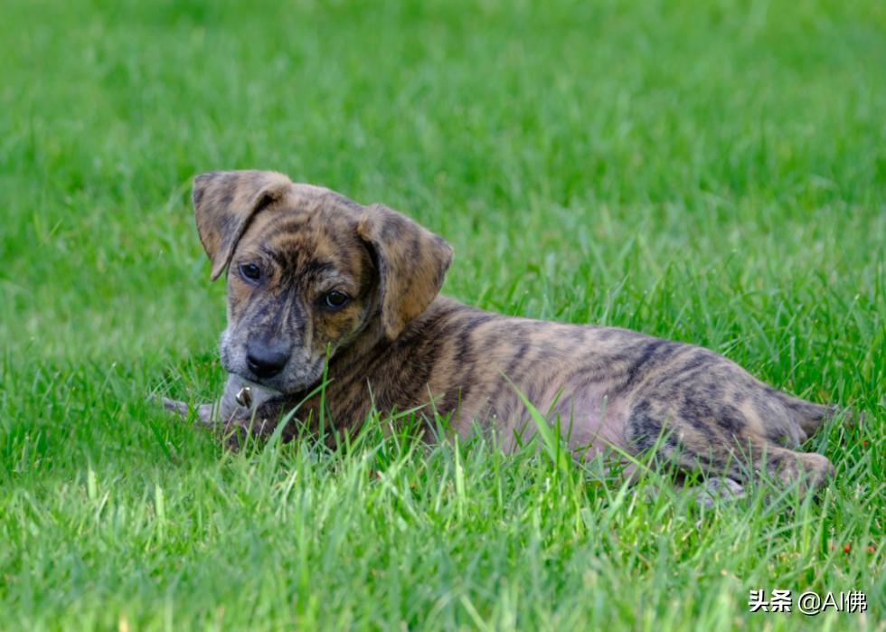 美国犬种有哪些,美国五大传奇犬种