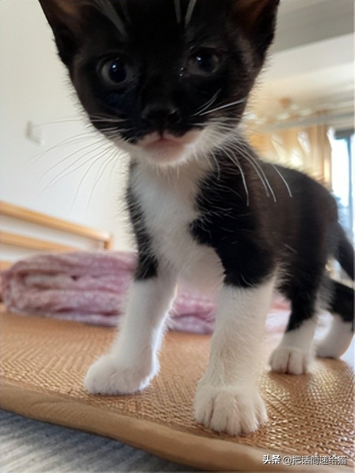 为什么猫咪养着养着就瘦了,猫咪为什么养着养着就发黄了