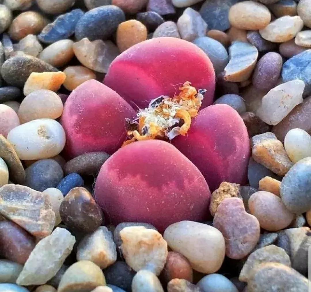 多肉植物石头开花,多肉石头花秋季