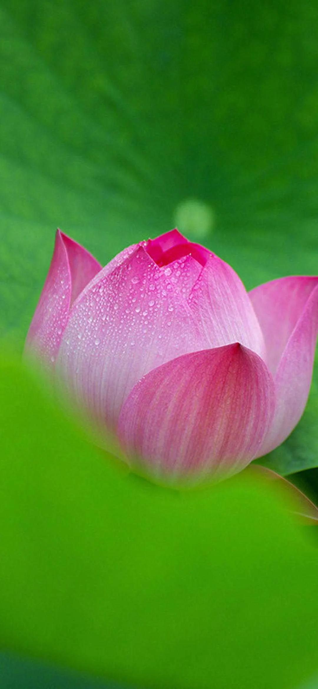 漂亮美丽的荷花壁纸,雨中荷花壁纸荣盛城