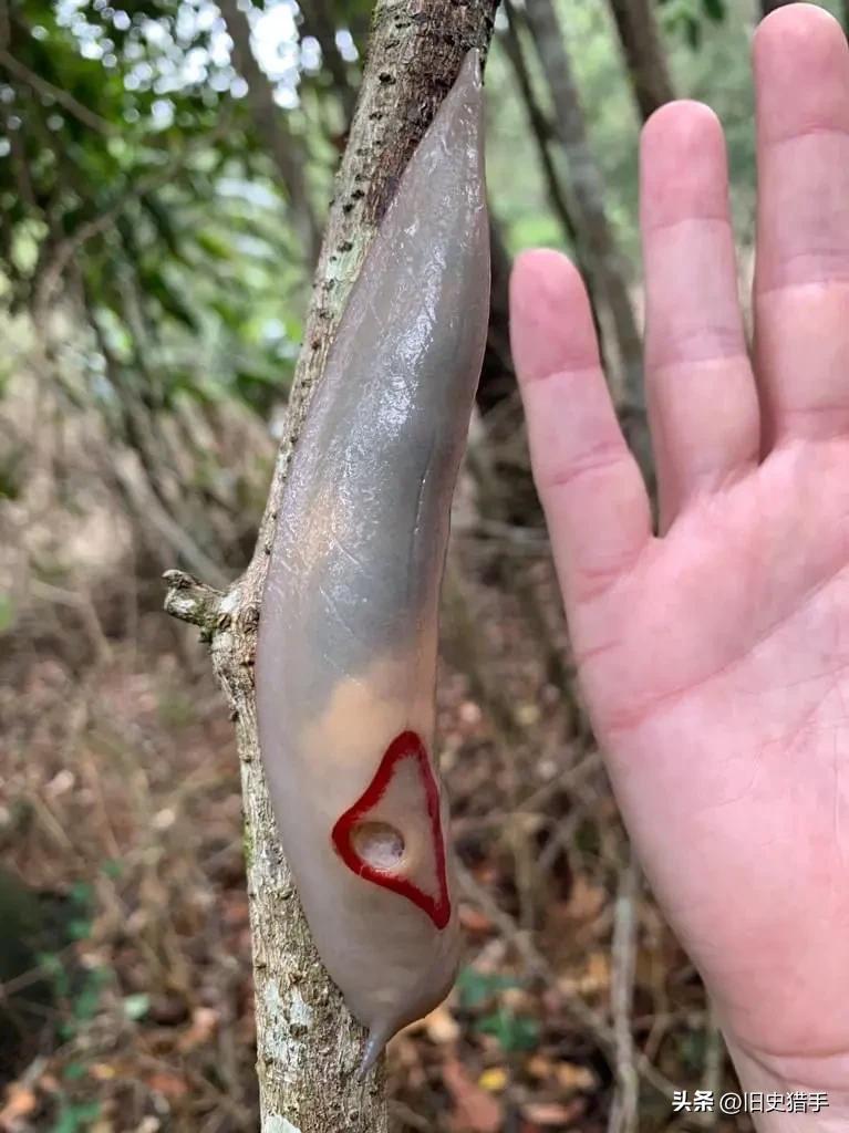 真实存在的十大奇怪动物,历史上无法解释的十大超自然动物